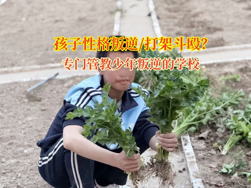 專門管教少年叛逆的學校闡述孩子打架行為解析
